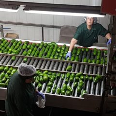 עדכון פעילות והערכות הארגון בעקבות משבר הקורונה