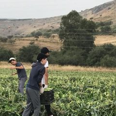 ילדי כתה ז' קיימו אסיף של קלחי תירס
