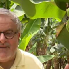 מנחם הורוביץ בא ללמוד על עשרות זני הבננות שגדלות ממש כאן בעמק הירדן וכמובן גם לטעום!