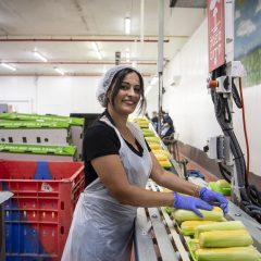 בית האריזה "צמח אבוקדו" עבר בהצלחה מבדק BRC