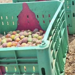 מצילים את ענף המנגו מקריסה