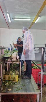 קונסול הרפובליקה הדומיניקנית בצמח אבוקדו